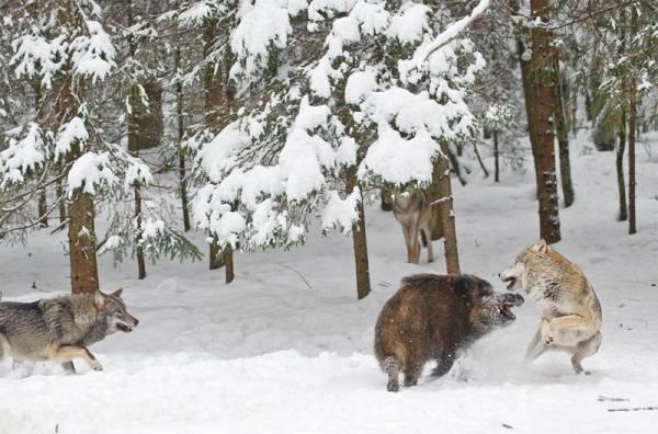 loups