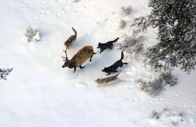 loups