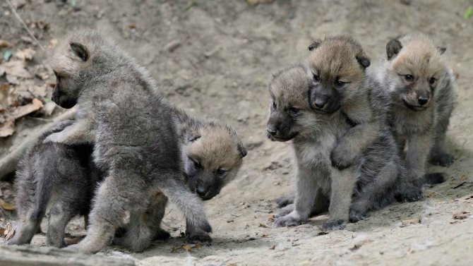 loups