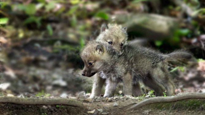 loups