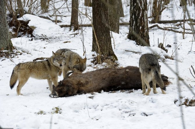 loups