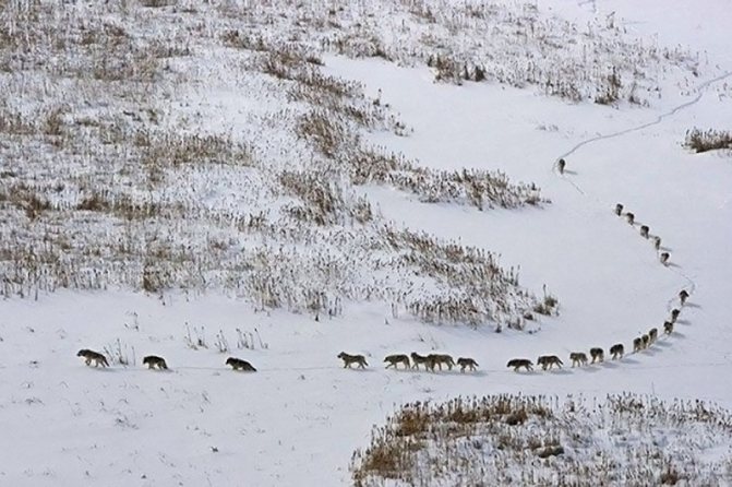 loups