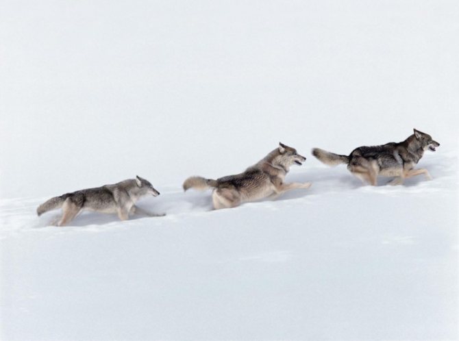 loups