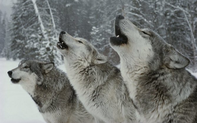 loups