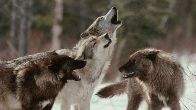 loups