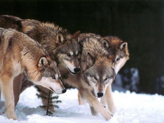 loups