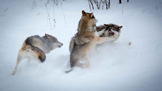 loups