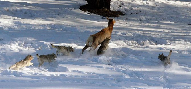 loups