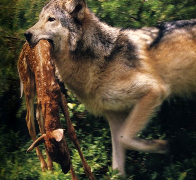 loups