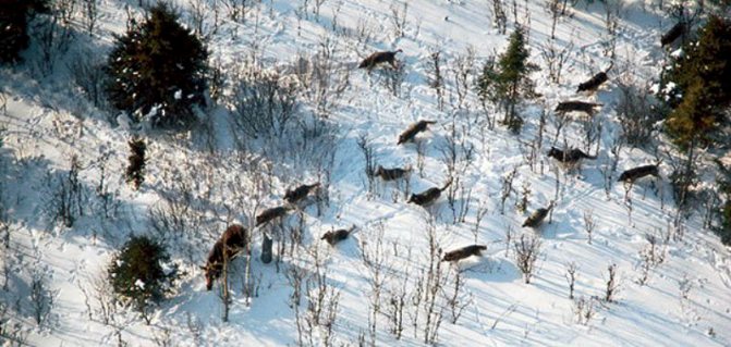 loups