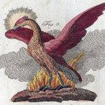 Un phénix qui renaît de ses cendres