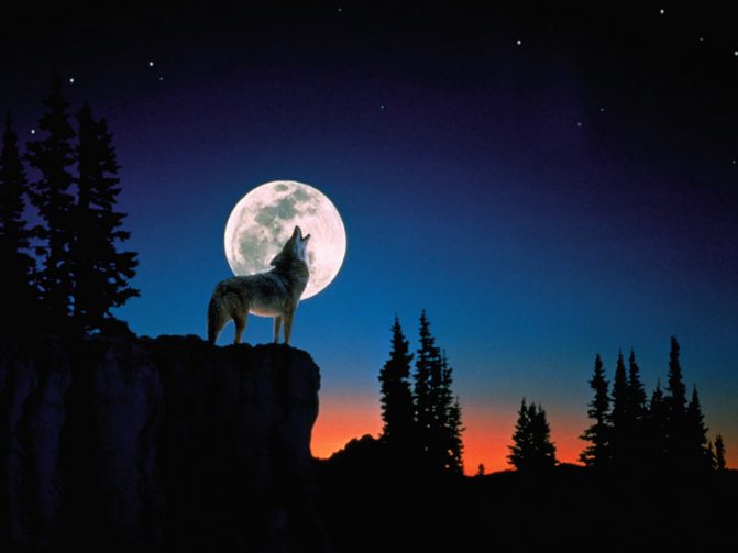 Loup hurlant