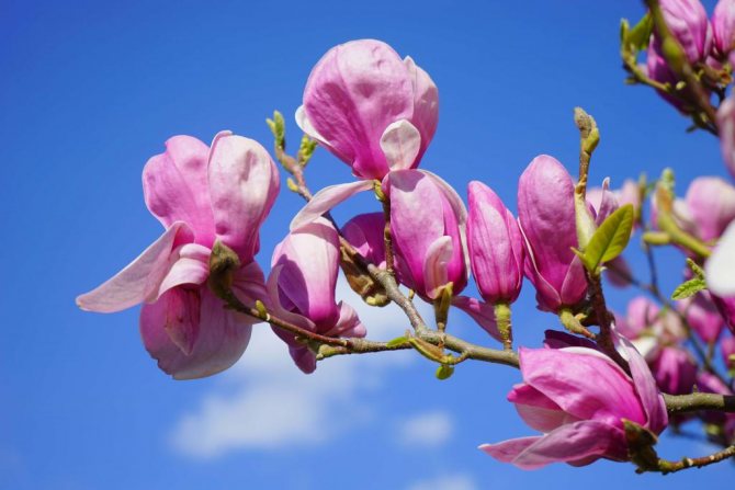 Des fleurs de magnolia éclatantes