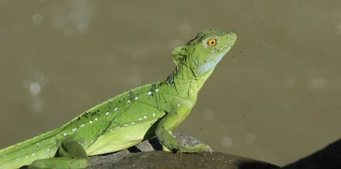 lézard vert