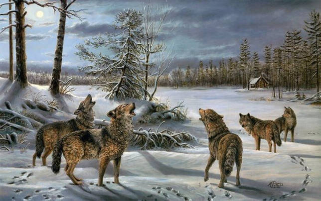 Pourquoi les loups hurlent-ils à la lune ?