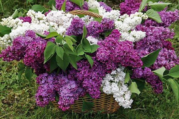 Commandez un panier de lilas avec des bouquets blancs et violets dans un salon de fleurs - votre bien-aimée fondra d'émotion.