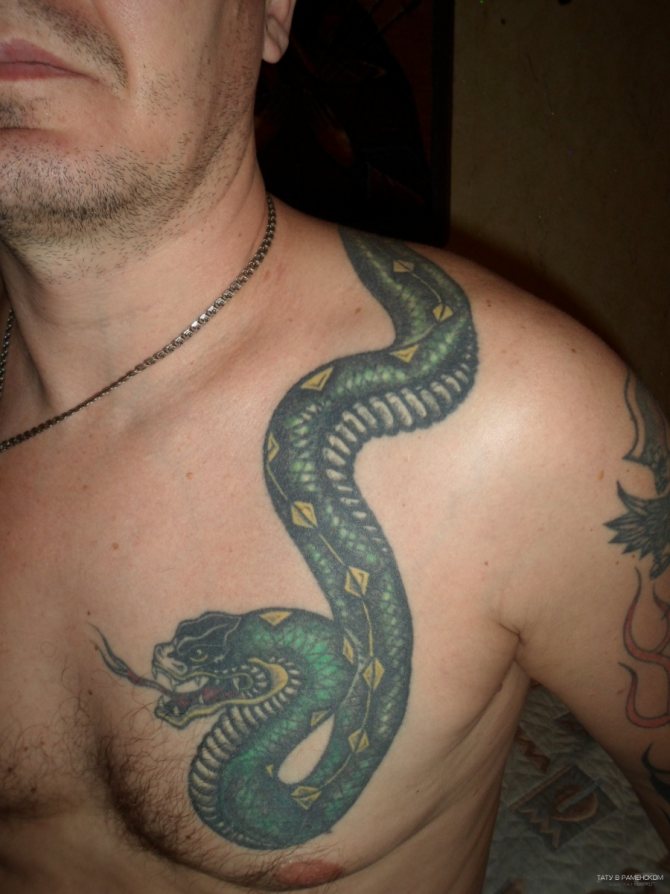 Un serpent vert sur l'épaule