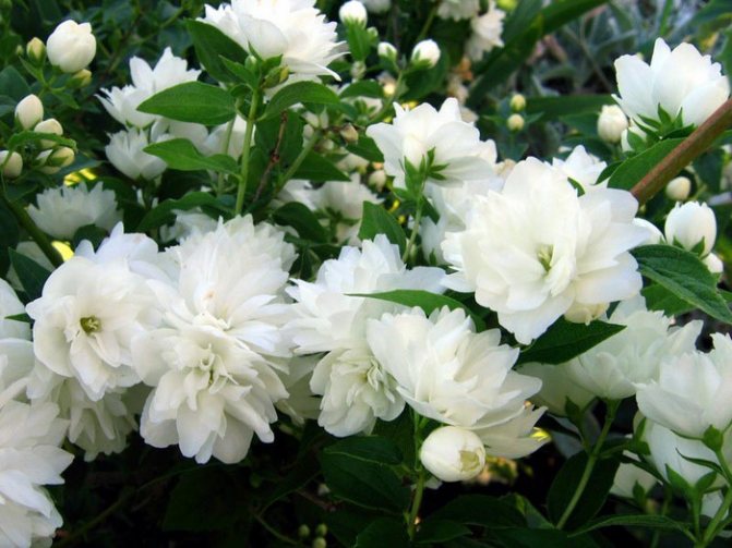 jasmin (700x525, 111Kb)
