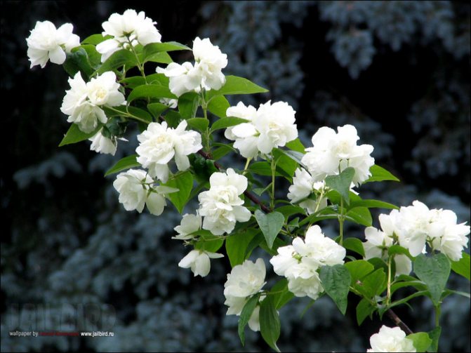 jasmin (700x525, 134Kb)