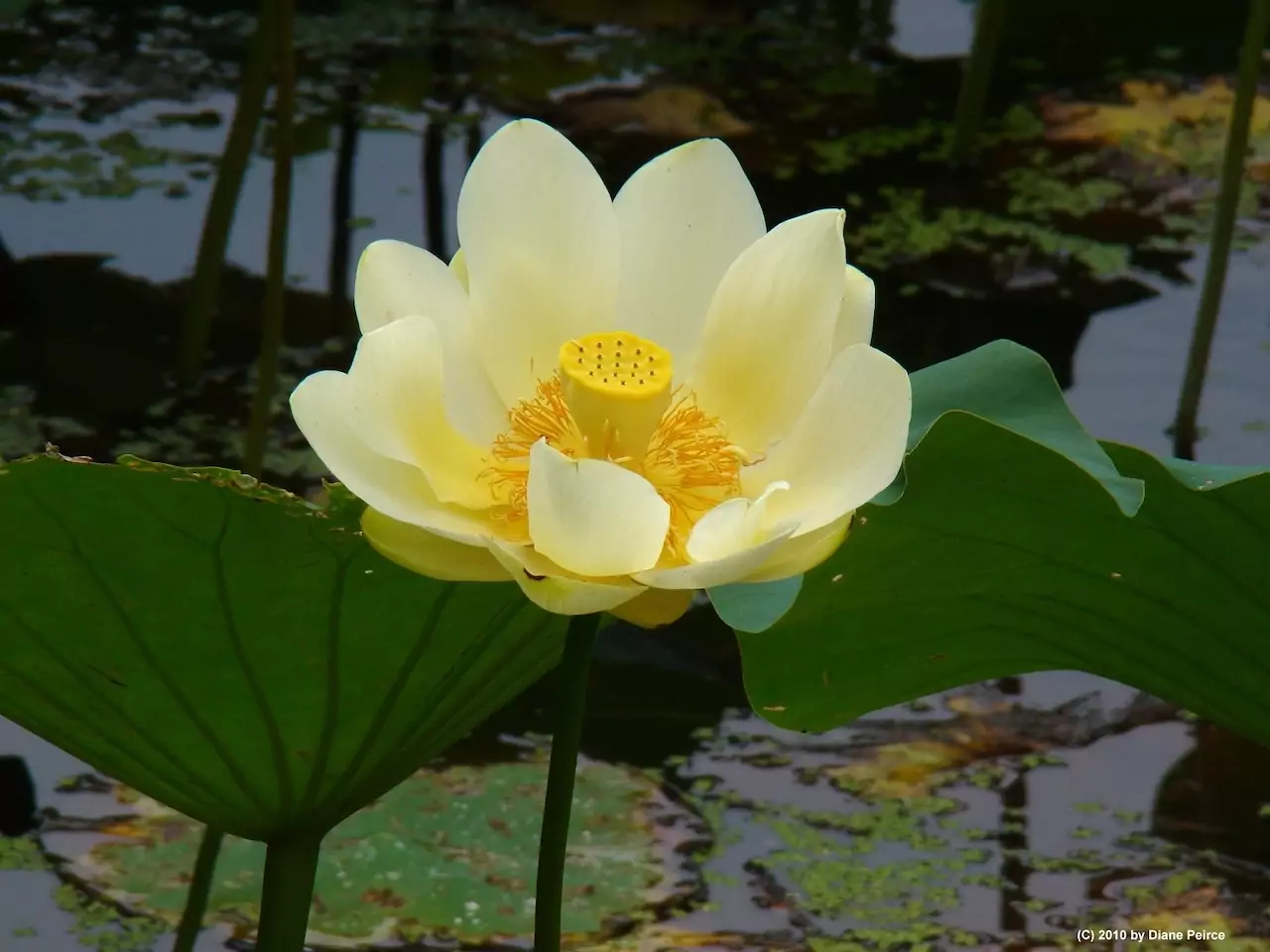 Lotus jaune