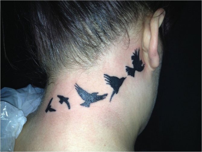 Animaux et oiseaux