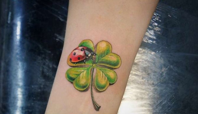 Coccinelle sur trèfle