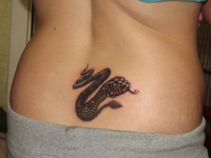 Un serpent sur le bas du dos