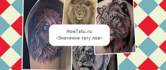 La signification d'un tatouage avec l'image d'un lion.